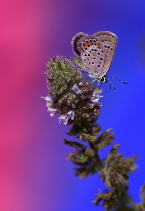 butterfly wings insecta