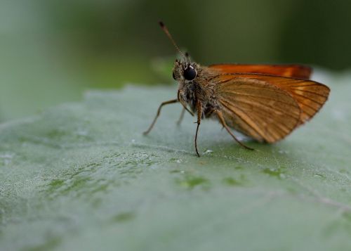 butterfly brown wings