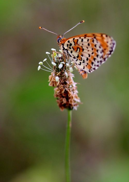 butterfly red wings