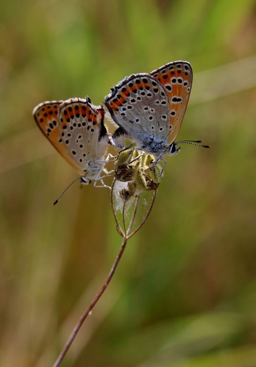 butterfly pair mating