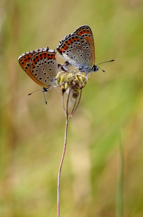 butterfly pair mating
