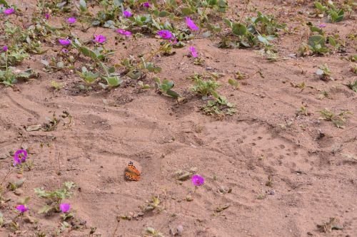 butterfly earth nature