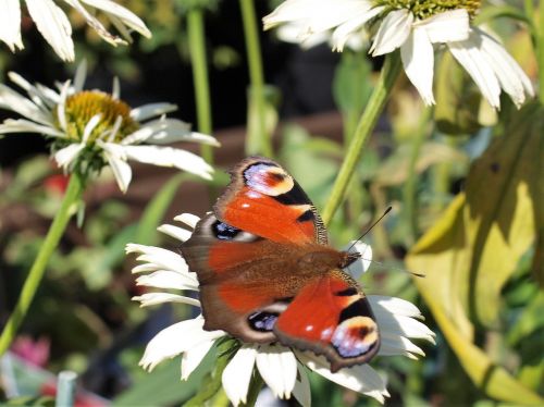 butterfly flower insect