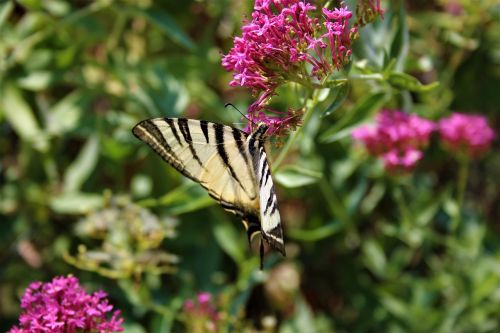 butterfly nature summer