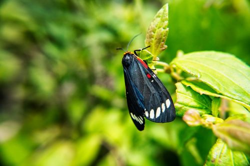 butterfly moth insects