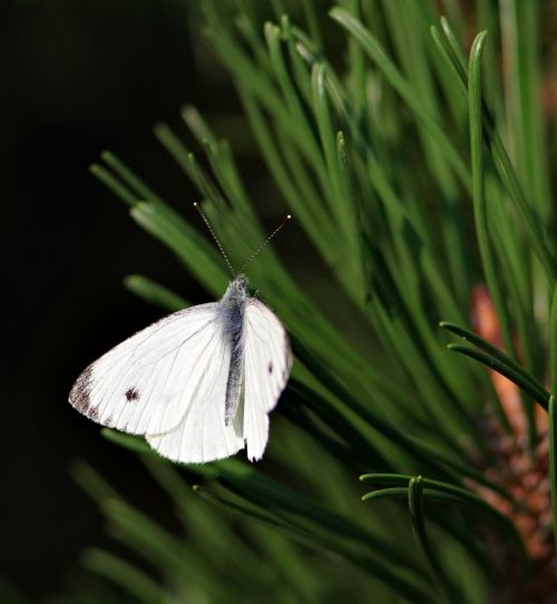 butterfly pieris brassicae pine