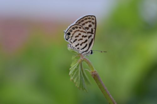 butterfly green national