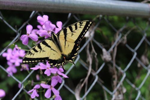 butterfly summer flowers