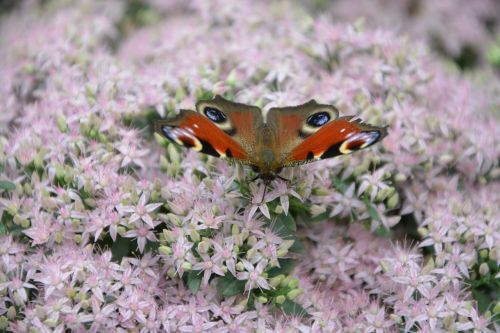 butterfly insect plant pink flower