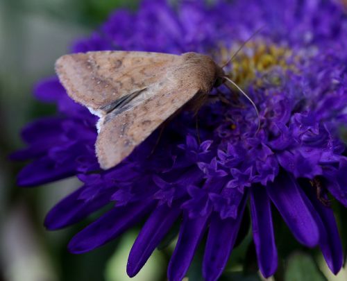 butterfly flower mov