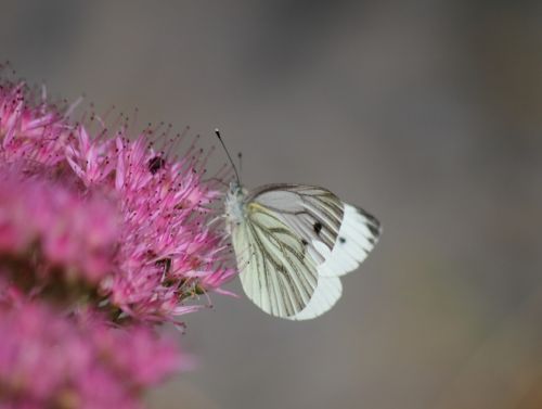 butterfly garden nature