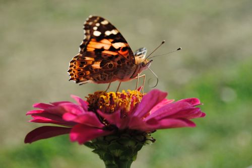 butterfly flower fly