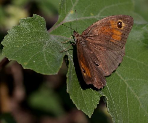butterfly brown wings