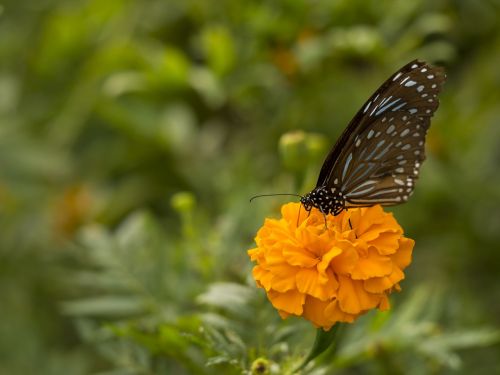 butterfly flower botany