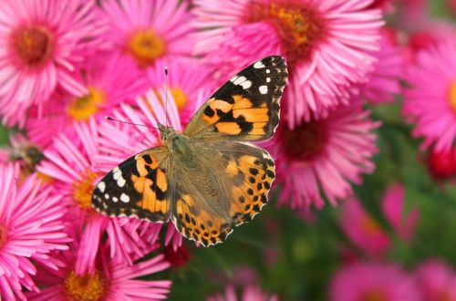 butterfly painted lady animal