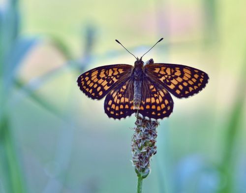 butterfly nature summer