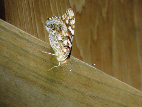 butterfly insect colorful