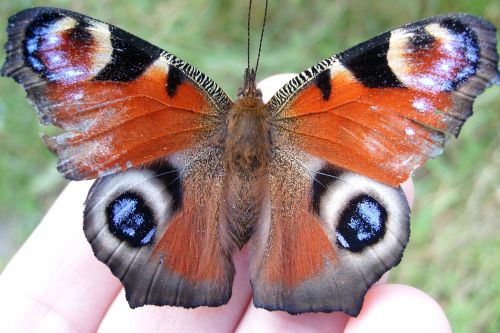butterfly beautiful closeup