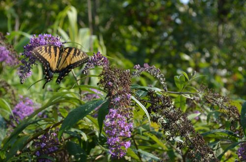 butterfly nature bug