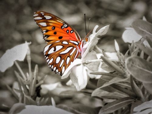 butterfly flower nature