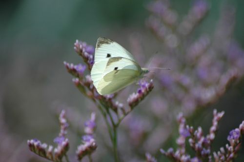 butterfly nature cabbage white