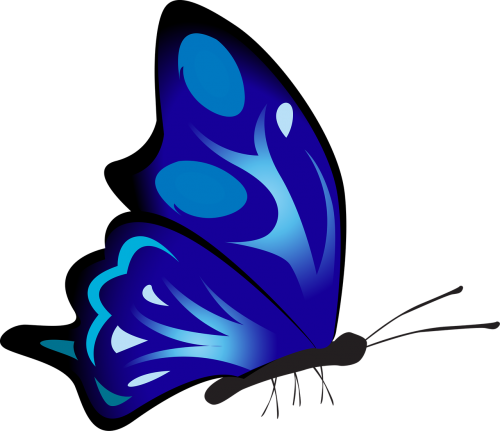 butterfly colorful blue