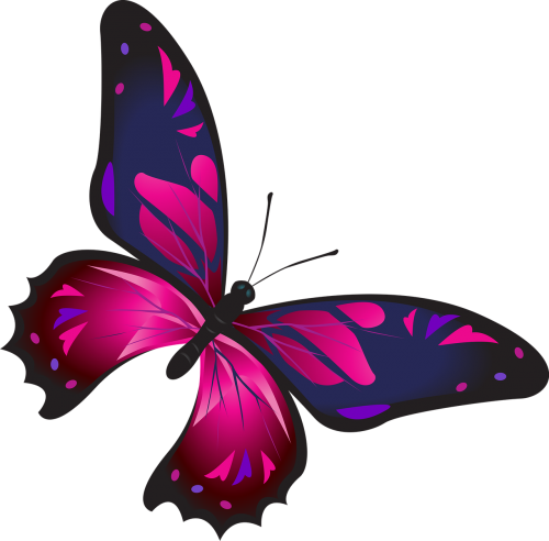 butterfly colorful pink