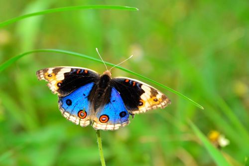 butterfly kupu-kupu wildlife