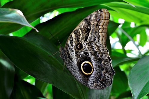 butterfly flower nature