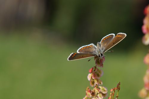 butterfly macro nature