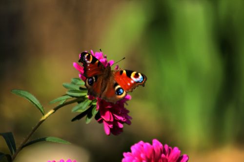 butterfly butterflies łuskoskrzydłe nature