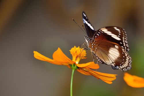 butterfly macro macro photography