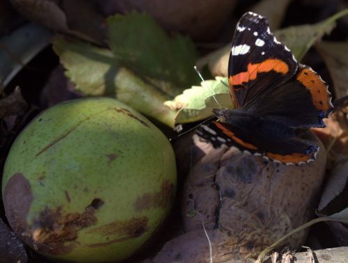 butterfly black red