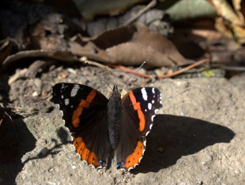 butterfly black red