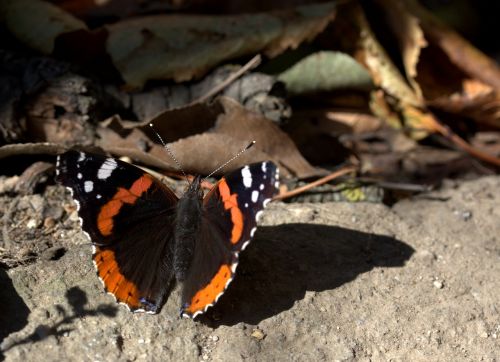 butterfly red black