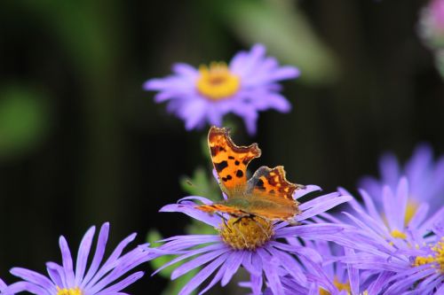 butterfly comma flower