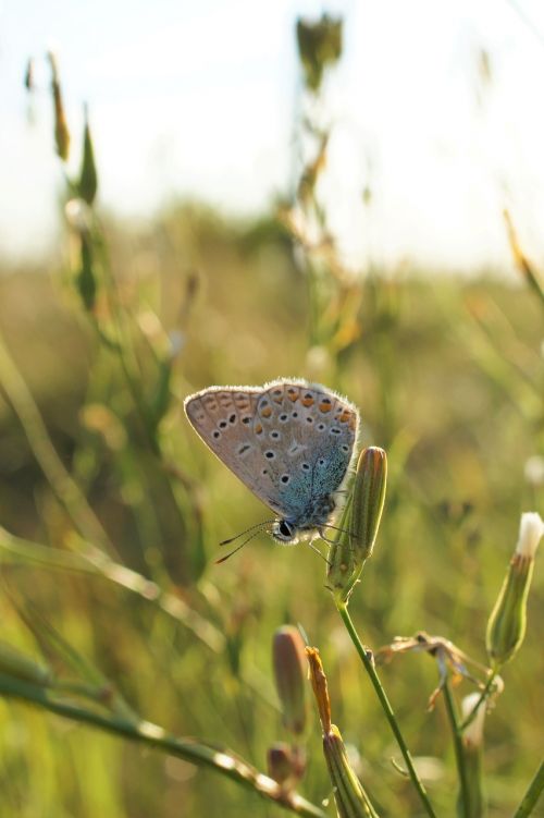 butterfly sun macro