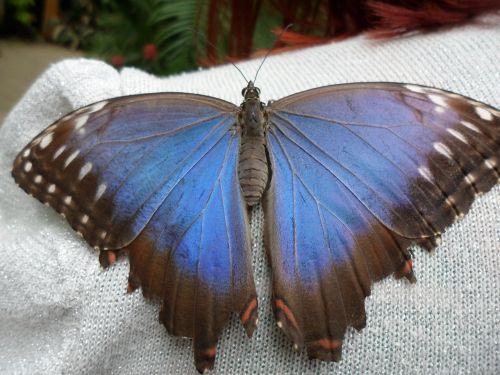 butterfly in butterfly world bangor