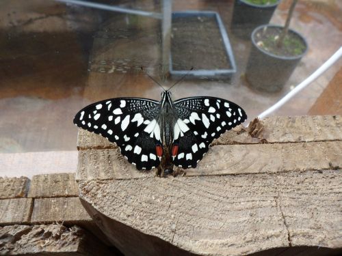 butterfly in butterfly world bangor