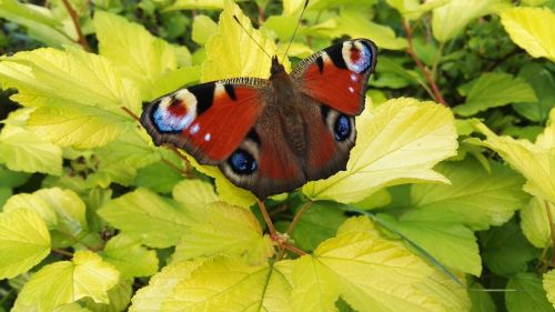 butterfly peacock butterfly leaves