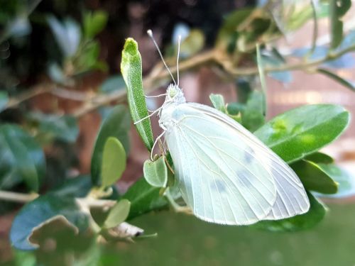 butterfly white bright