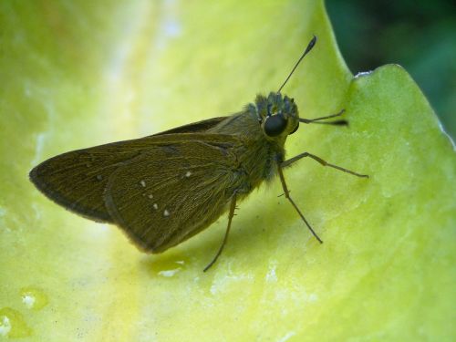 butterfly brown leaf