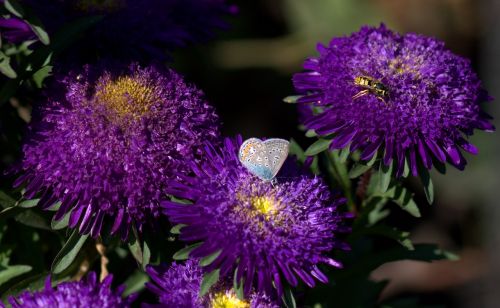 butterfly blue flower