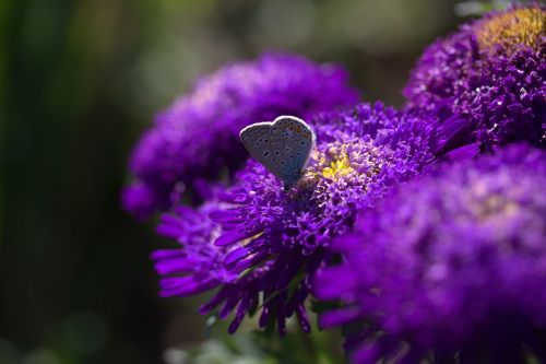 butterfly blue flower