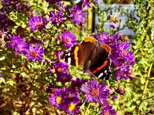 butterfly flowers