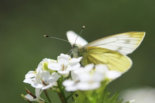 butterfly white nature