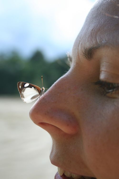 butterfly nose nature