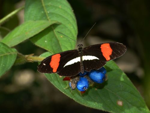 butterfly animal fruit