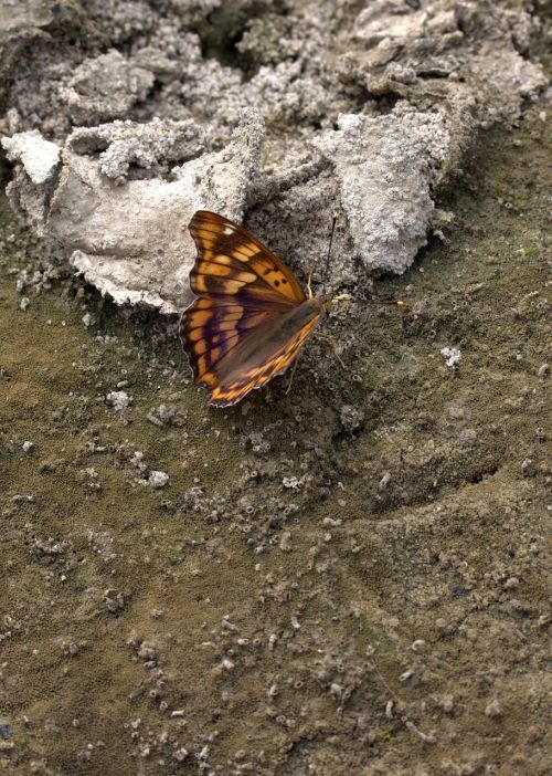 butterfly brown insecta