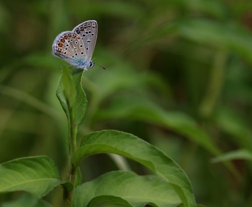 butterfly blue insecta